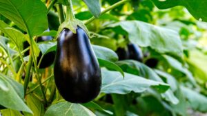 Eggplant plant growing in Community garden. Aubergine eggplant plants in plantation. Aubergine vegetables harvest. Eggplant fruit and green leaves