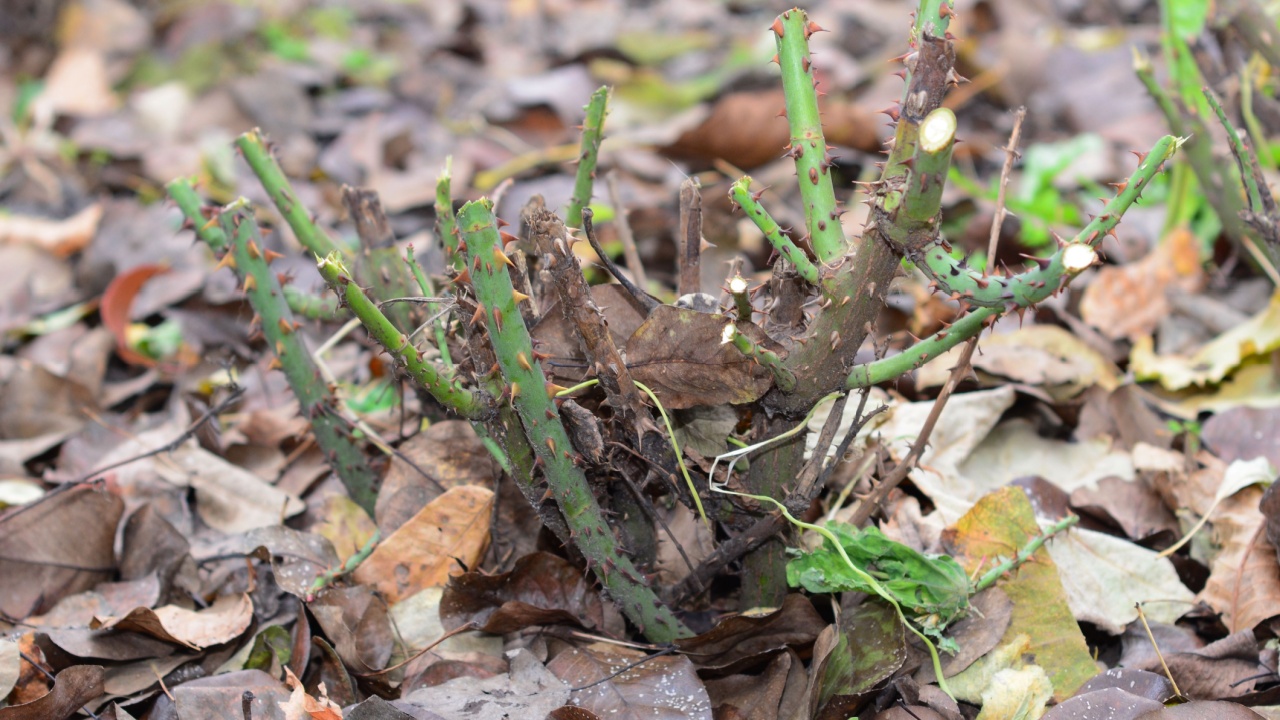 A pruned rose bush covered with dry fallen leaves in autumn. A rose bush with cut stems ready for mounding and winterizing.