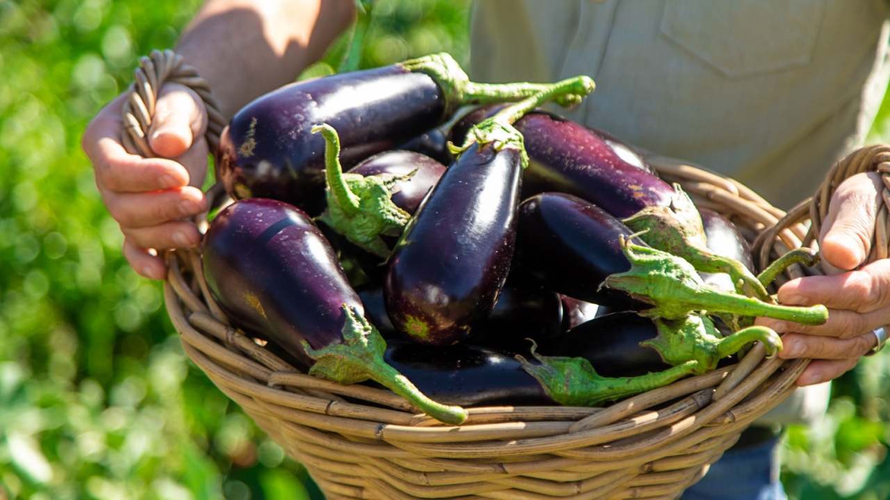 A man farmer harvests eggplants. Selective focus. Food. A man farmer harvests eggplants. Selective focus. Food.