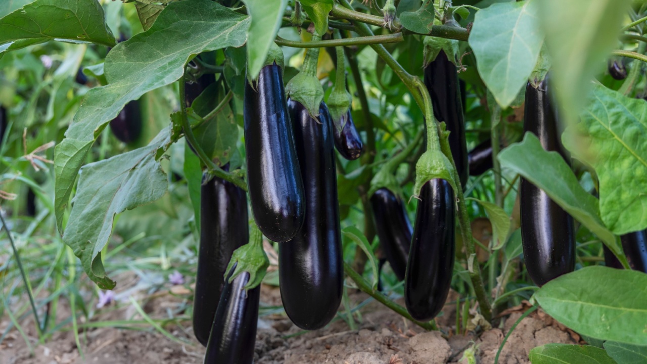 Multiple eggplants hanging from the branches of a plant in a garden. The eggplants are mature and ready for harvest, with vibrant green foliage in the background. Multiple eggplants hanging from the branches of a plant in a garden. The eggplants are mature and ready for harvest, with vibrant green foliage in the background.