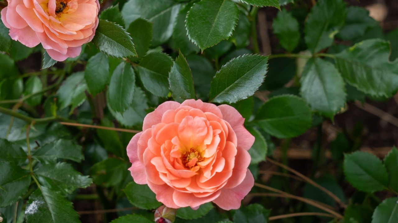 Apricot Drift Rose flower growing in the garden. United States.