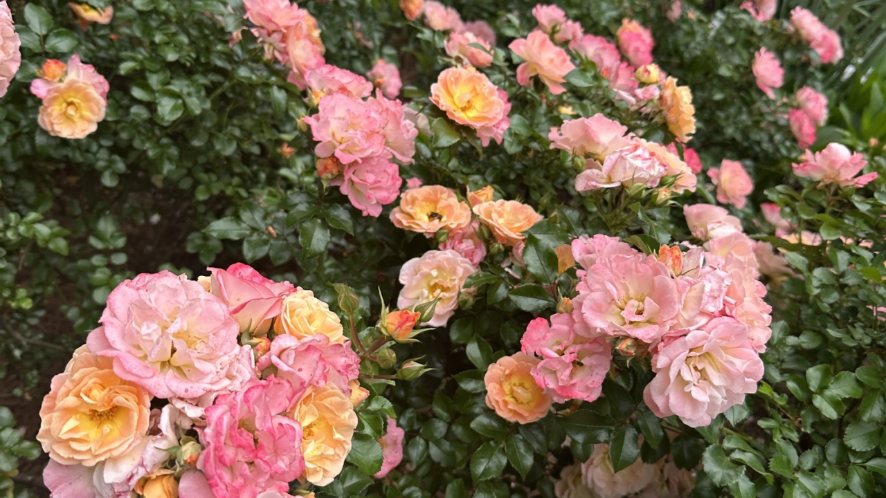 Peach Drift Flowers Atlanta Botanical Garden