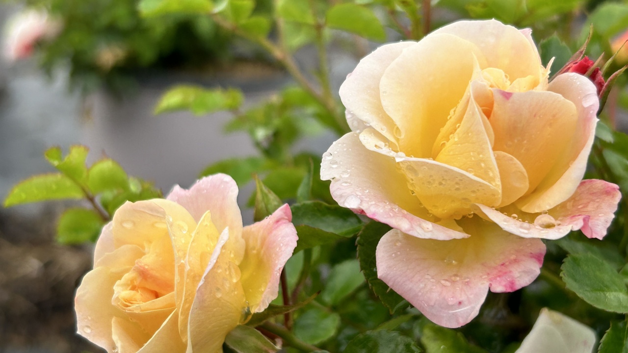 Popcorn Drift Rose is a spreading long-blooming deciduous shrub with dense blooms of small butter-yellow flowers that fade to creamy white from mid-spring through summer.