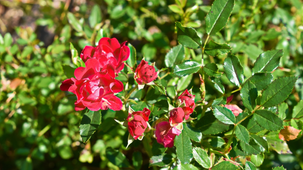 Bright Red Drift rose flowering in early fall. Close up.