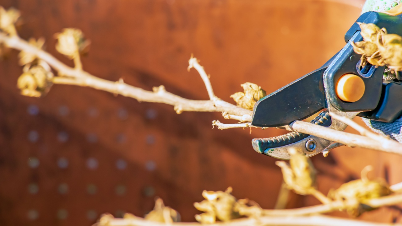 Trimming hibiscus syriacus. Pruning branches and pruning trees in the village.