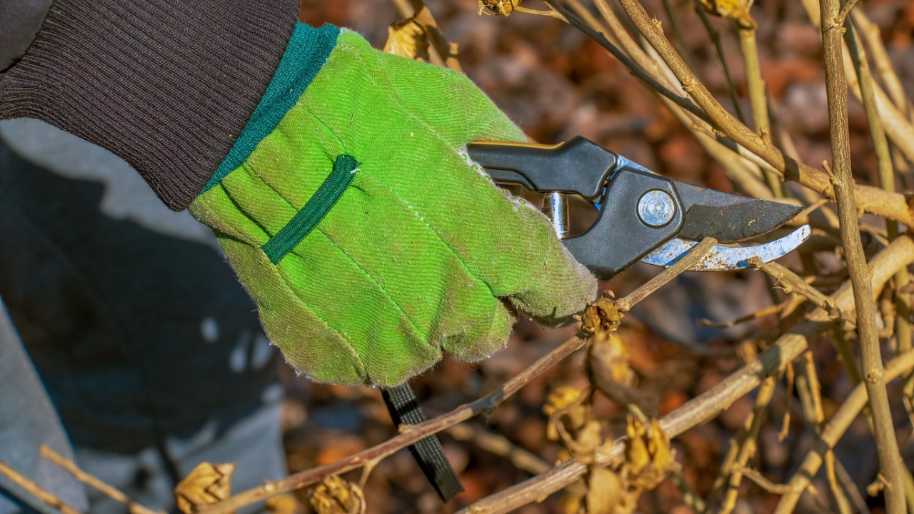 A gardener trims branches of an old tree with hand pruners. Trimming hibiscus syriacus.