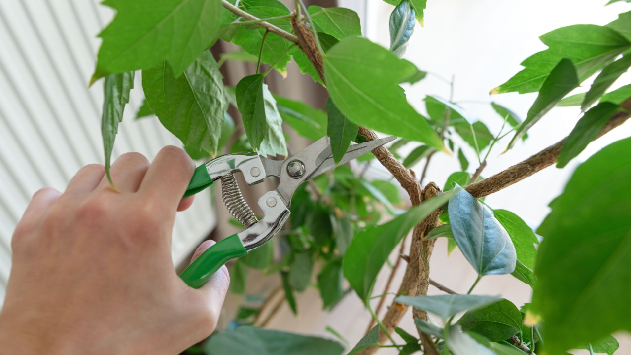 Woman cuts off a leaves with a pruner from hibiscus tree surrounded by lush greenery. Gardening concept