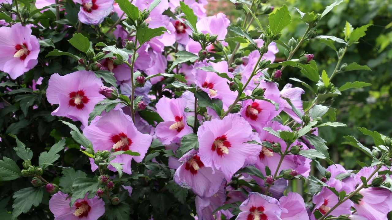 In summer, the hibiscus bush blooms in nature