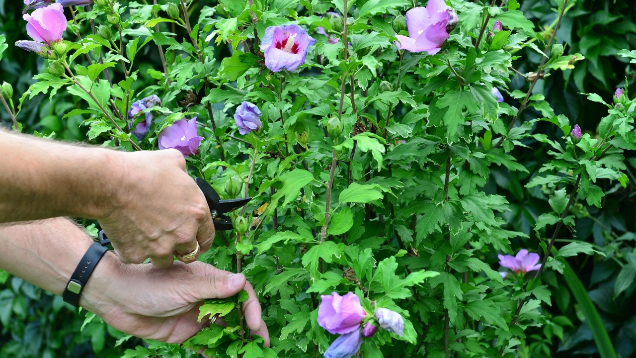 The photo of my hands while cutting the withered flowers at Hibiscus. Focus is between the hands. / Cutting of flowers