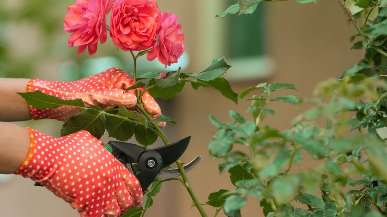Woman in gardening gloves pruning rose bush with secateurs outdoors, closeup