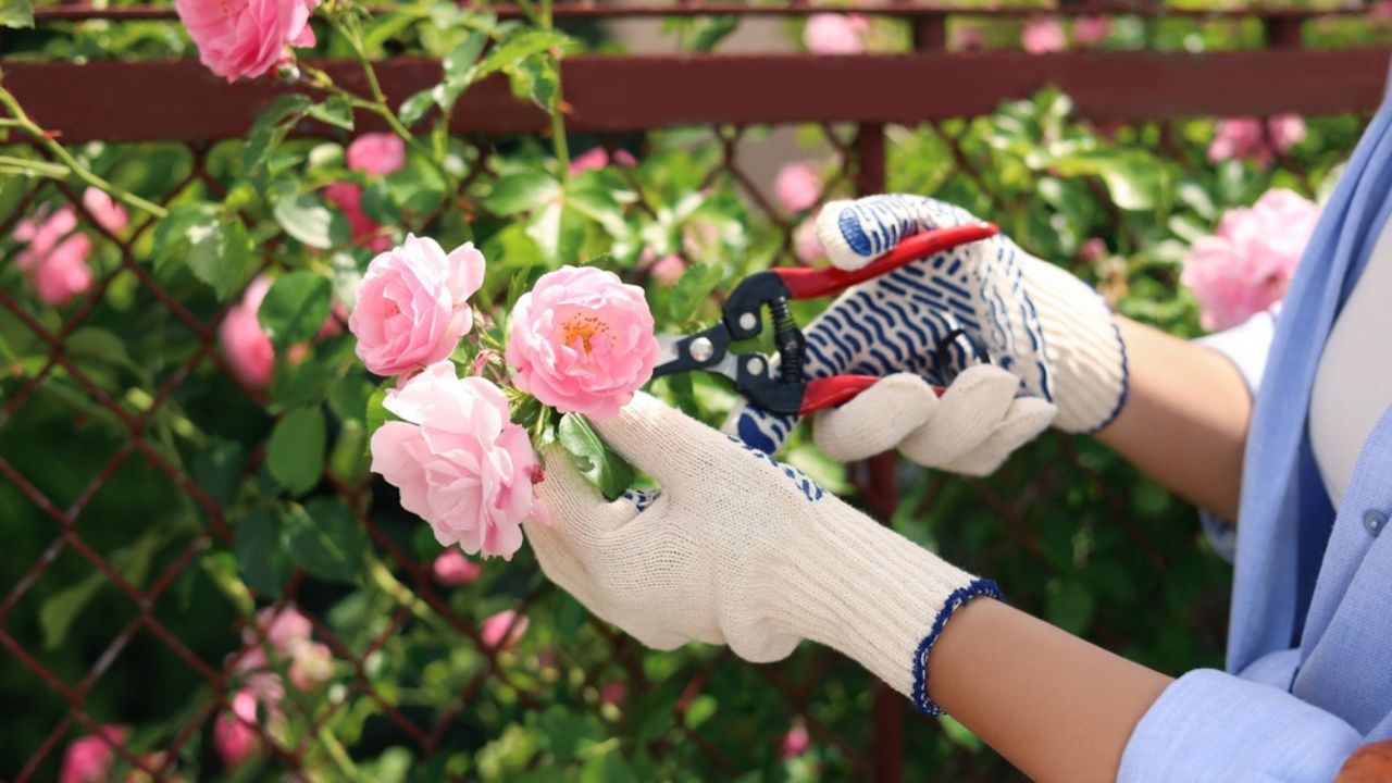 Woman pruning rose bush in blooming garden, closeup