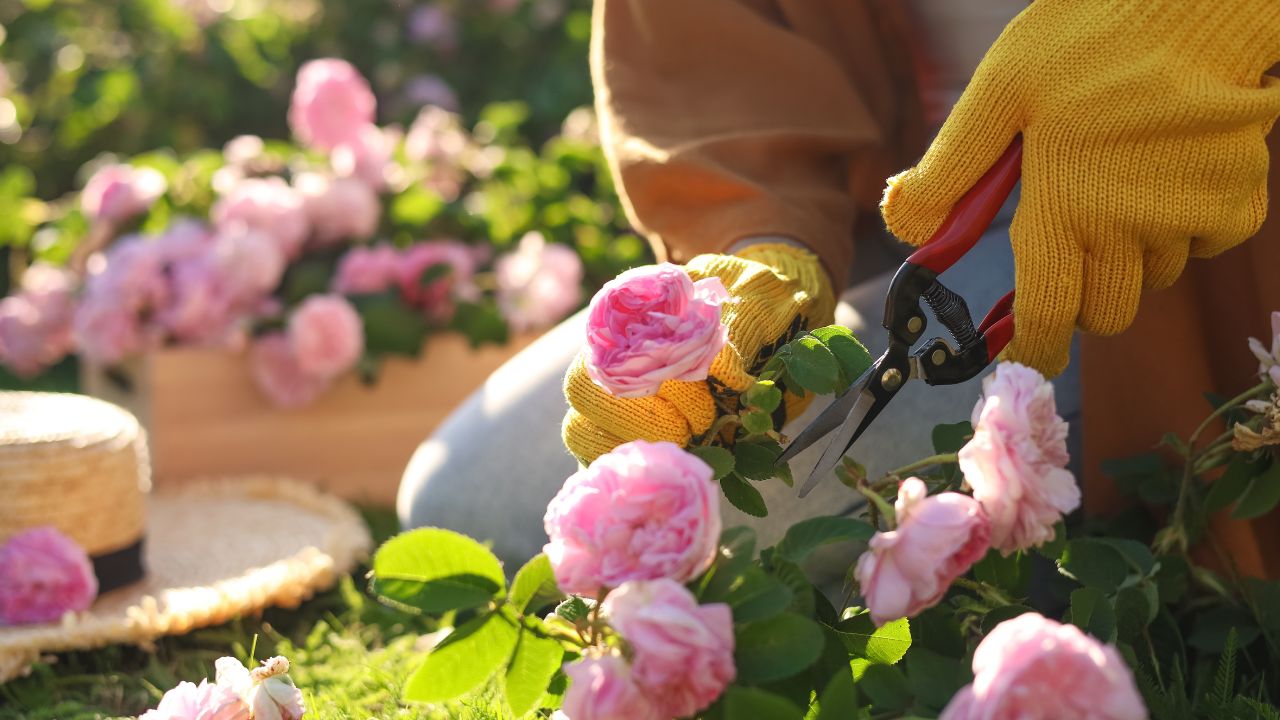 Woman pruning tea rose bush in garden, closeup