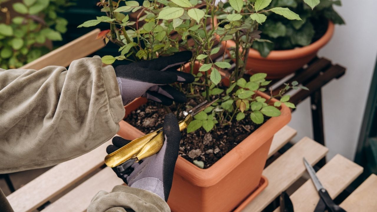 a woman cuts branches on a rose bush in a pot, hands with pruning shears close-up, hobby gardening on the terrace , hands close-up