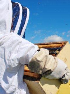 A beekeeper dressed in a full bee suit working on his hives.