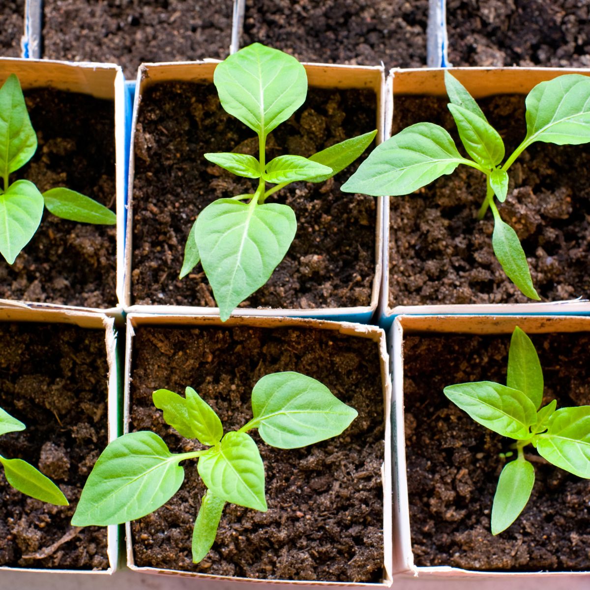 Bell pepper seedlings.