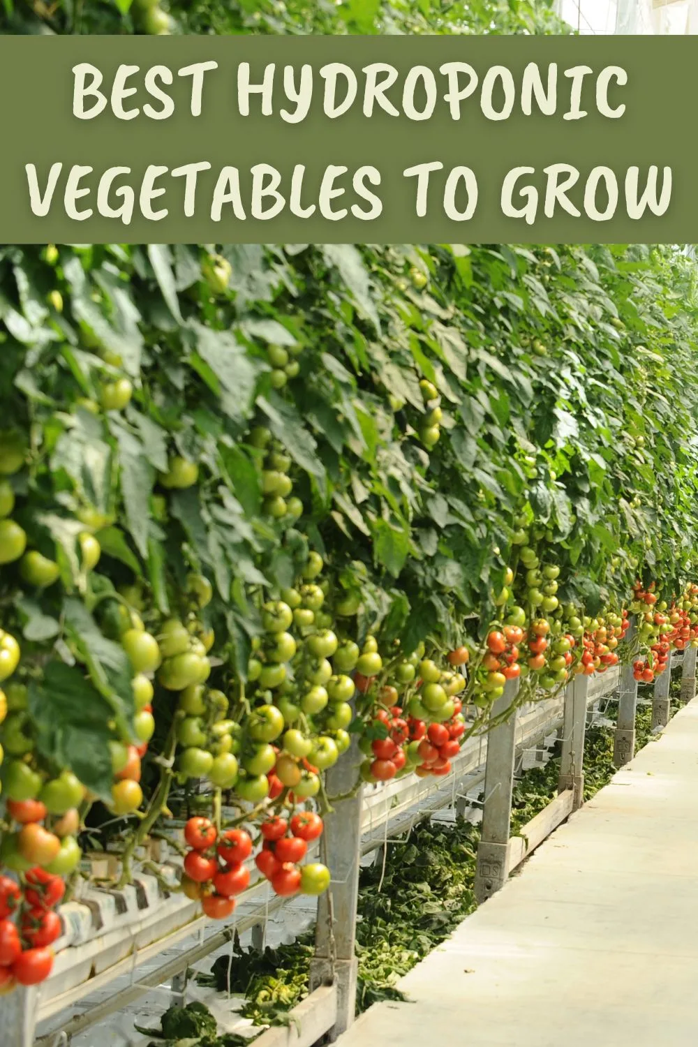 Best hydroponic vegetables to grow.