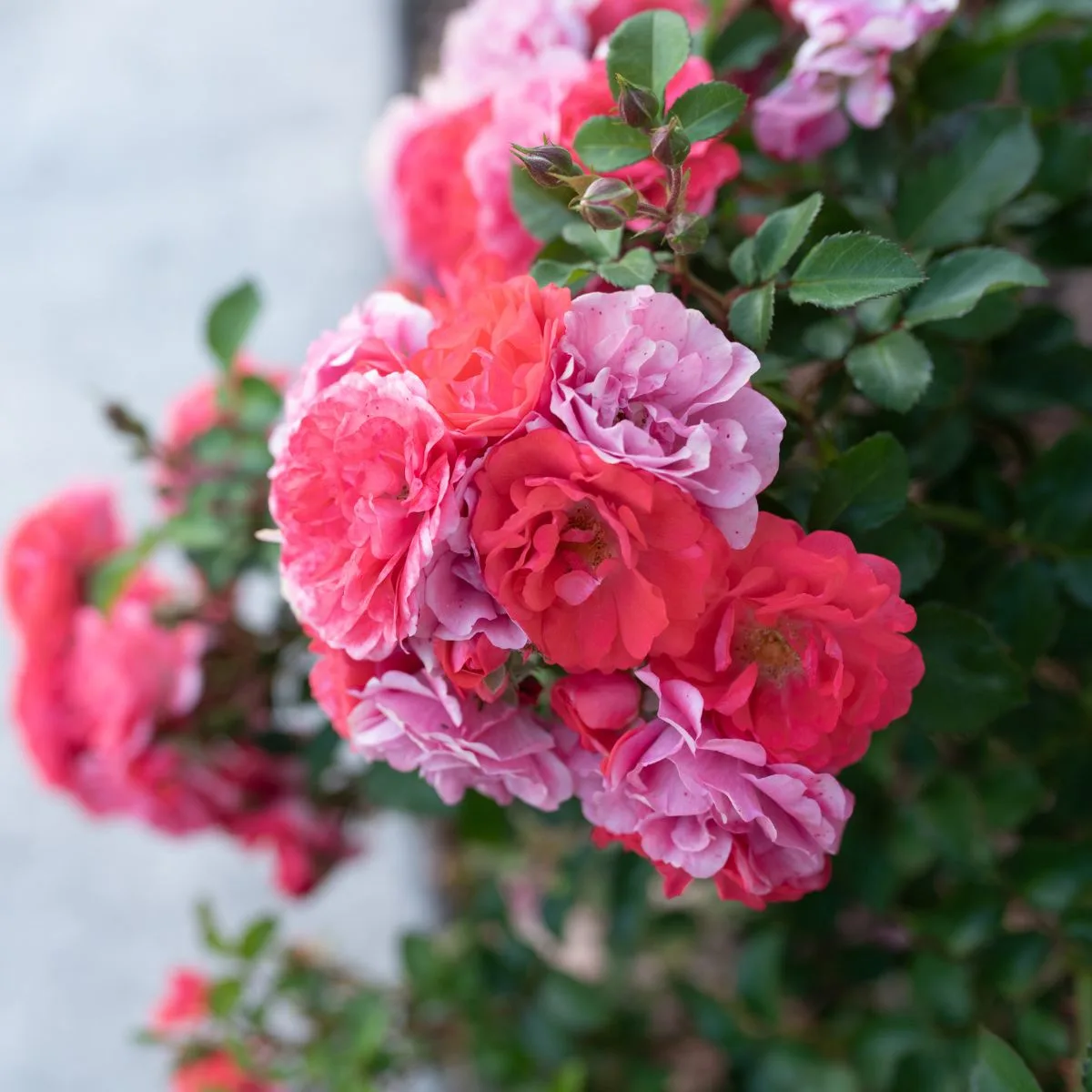 Red and pink bicolor drift roses.