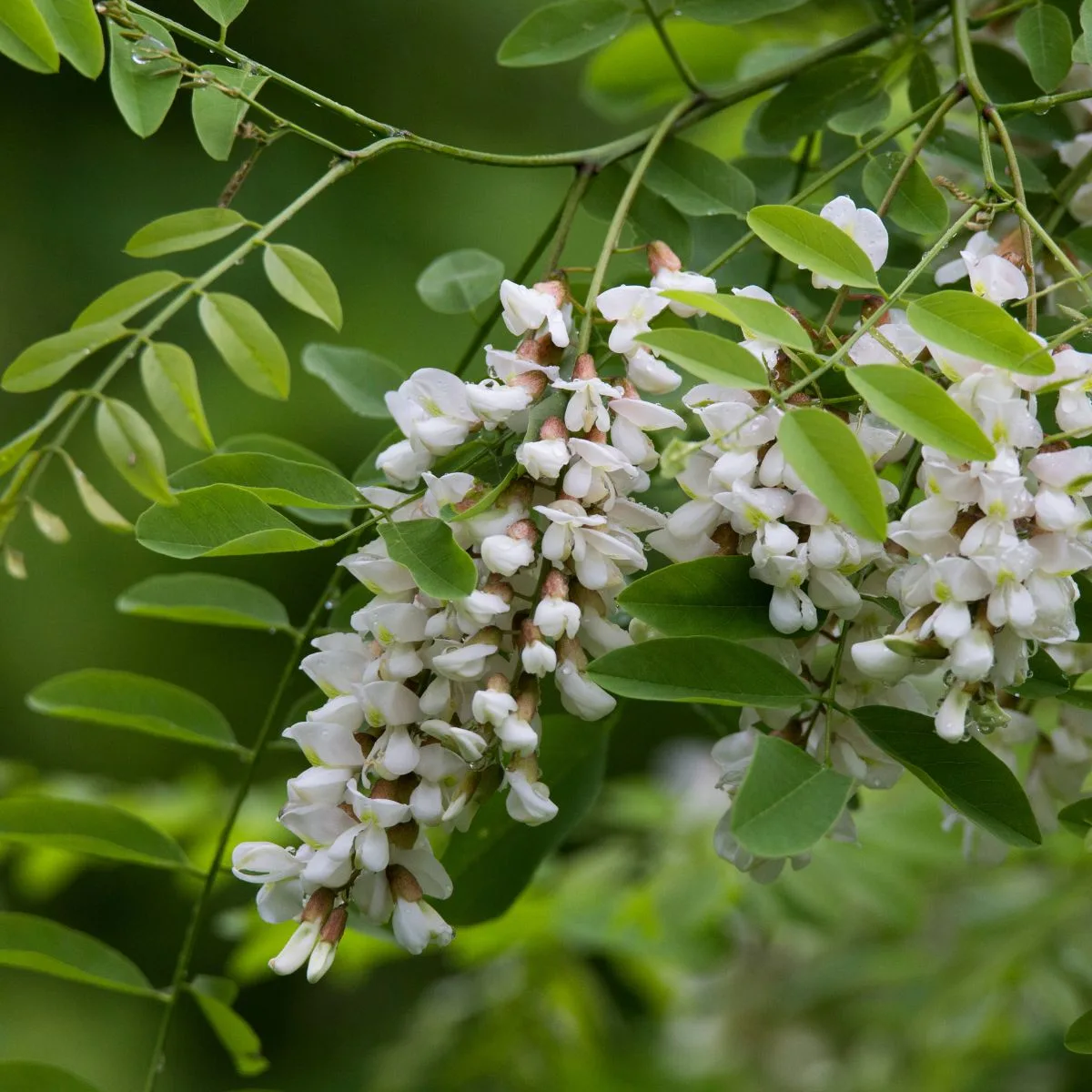 Black locust flower cluster.