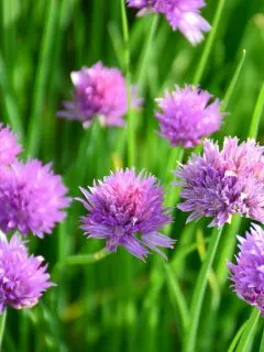 a patch of beautiful chives in bloom.