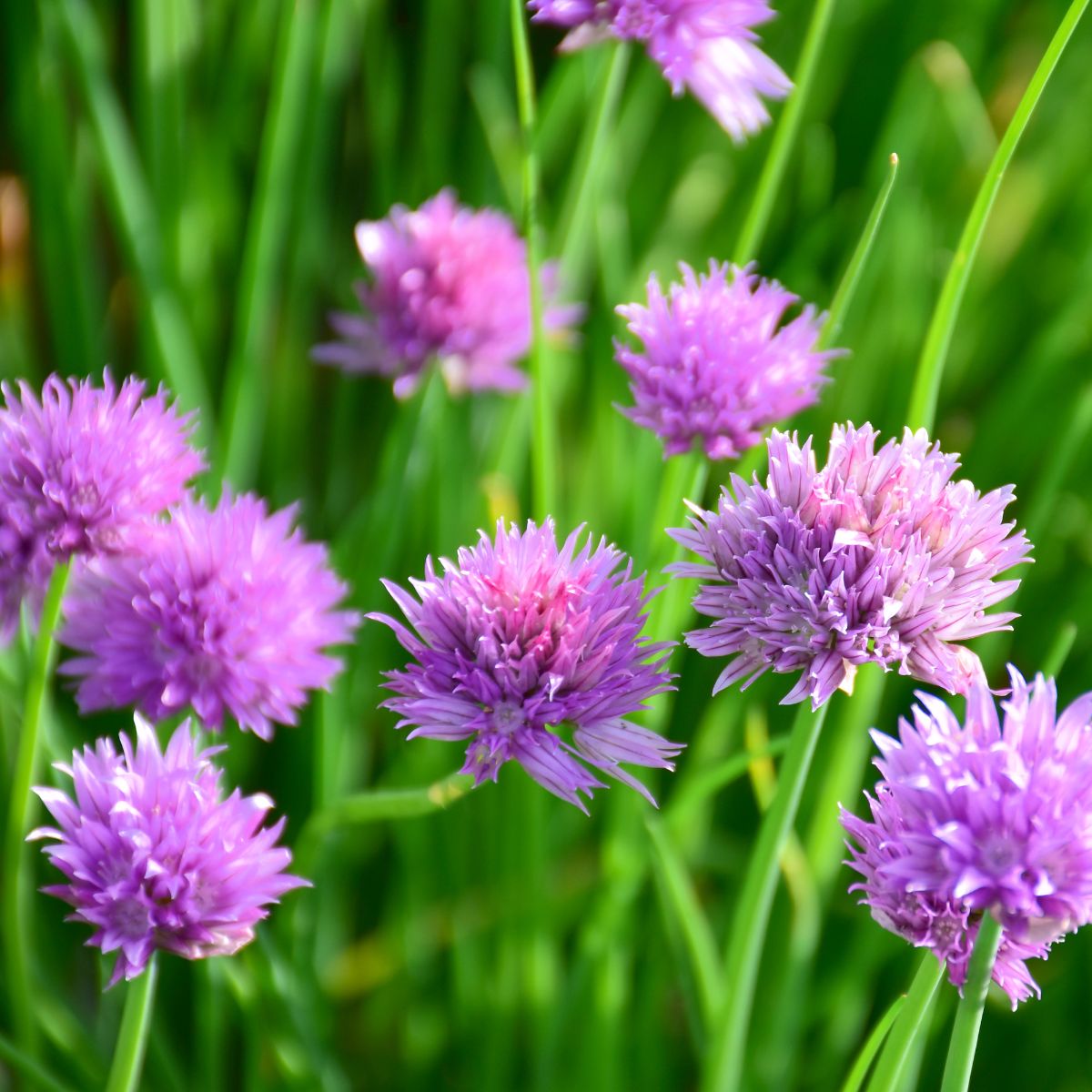 a patch of beautiful chives in bloom.