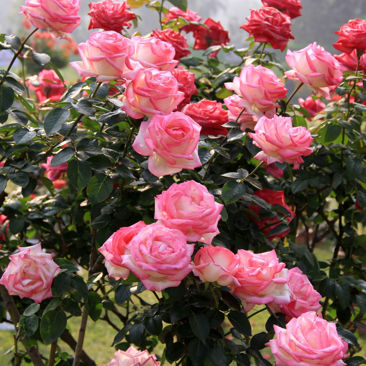 Blushing pink roses. 