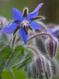 Borage plant with several buds and one beautiful blue flower