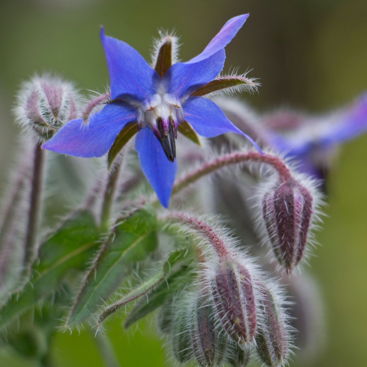 Borage plant with several buds and one beautiful blue flower.