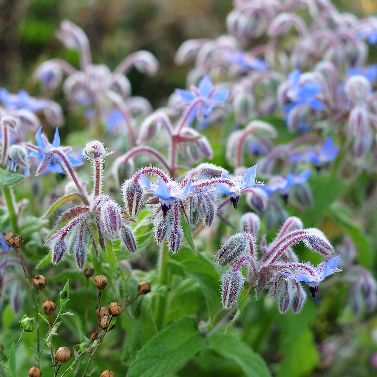 borage plant full of buds and blooms.