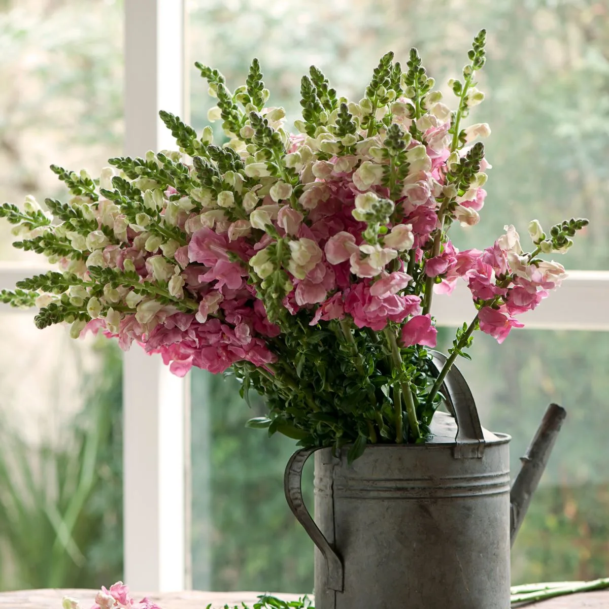 A beautiful bouquet of pink and white snapdragons in a metal pail.
