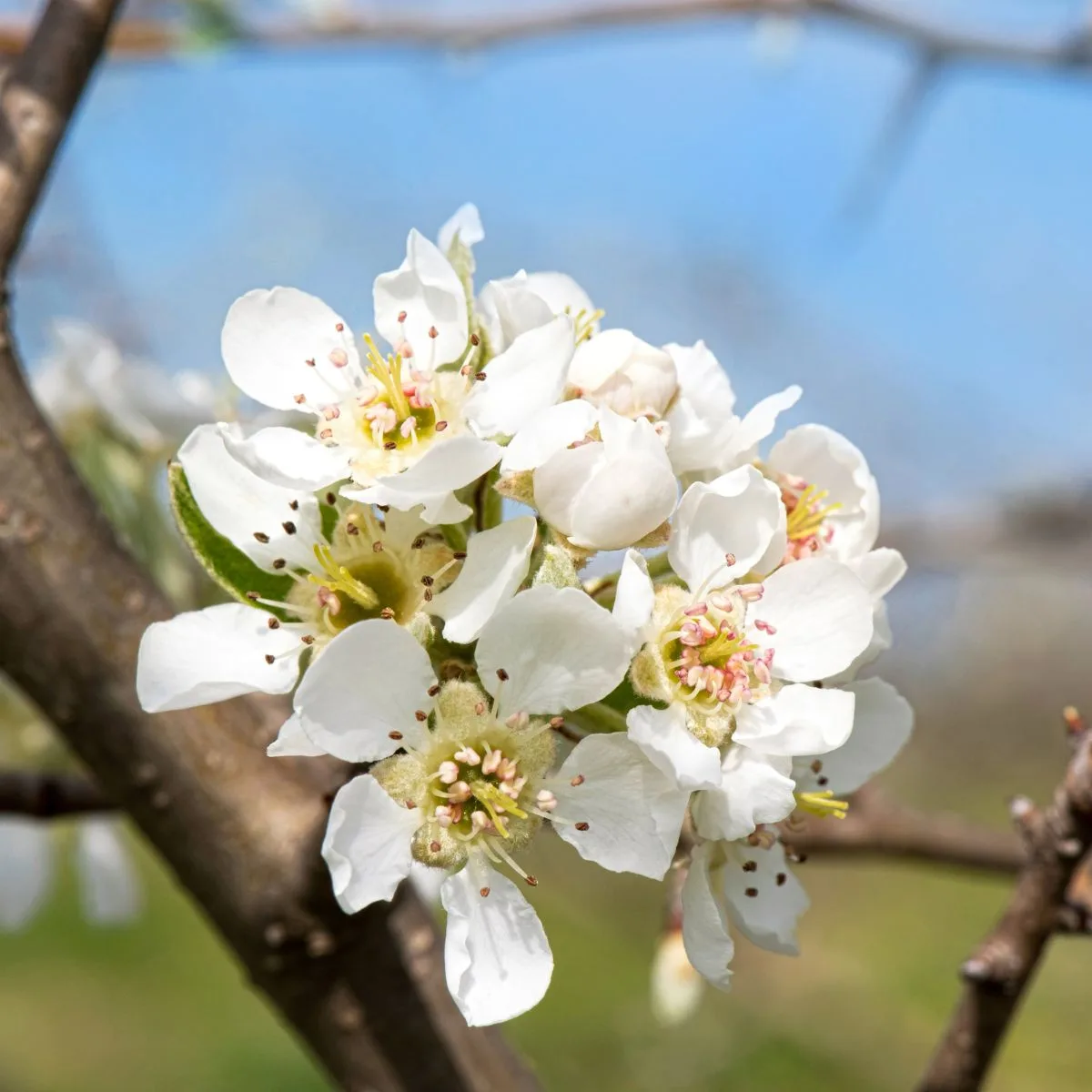 Callery pear flowers.