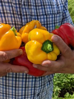 My husband holding an armful of colorful, red and yellow peppers.