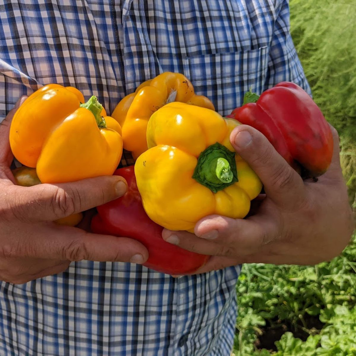 My husband holding an armful of colorful, red and yellow peppers.