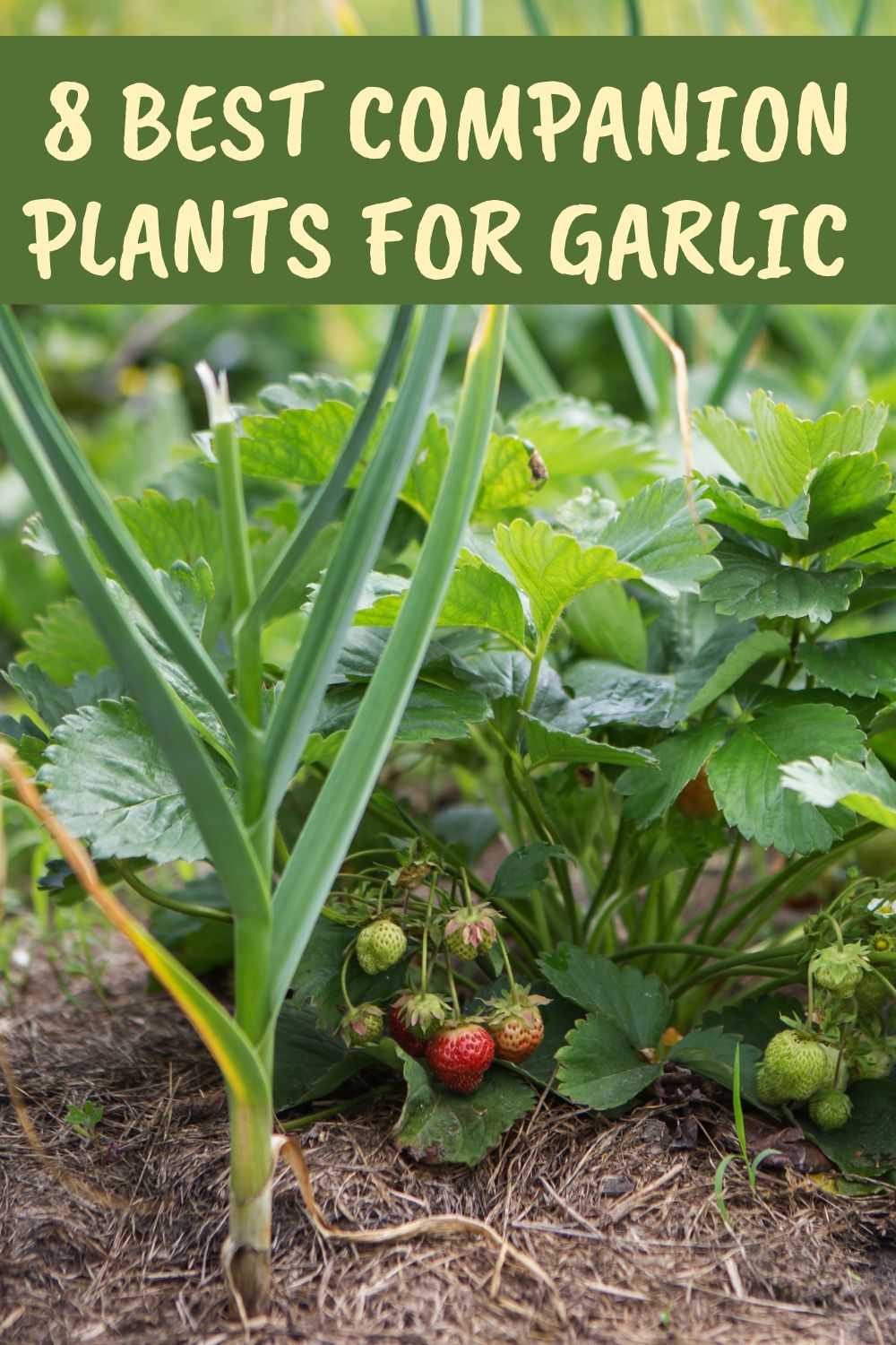 8 best companion plants for garlic