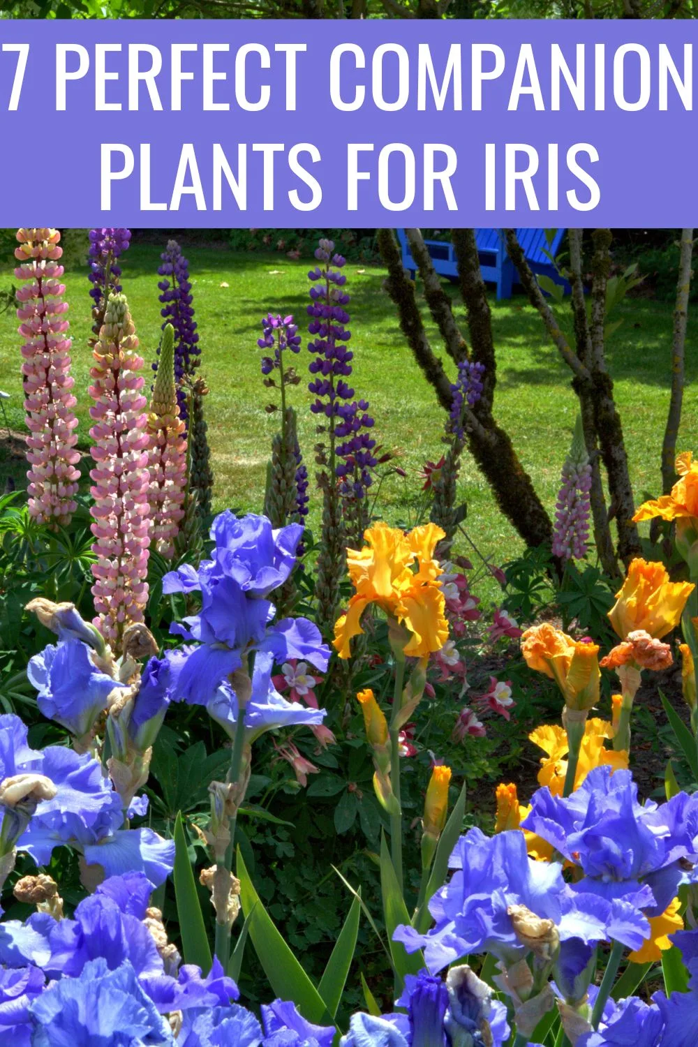 7 perfect companion plants for iris.