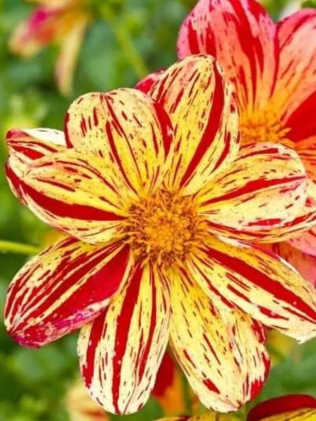 7 Flower Names That Start With D