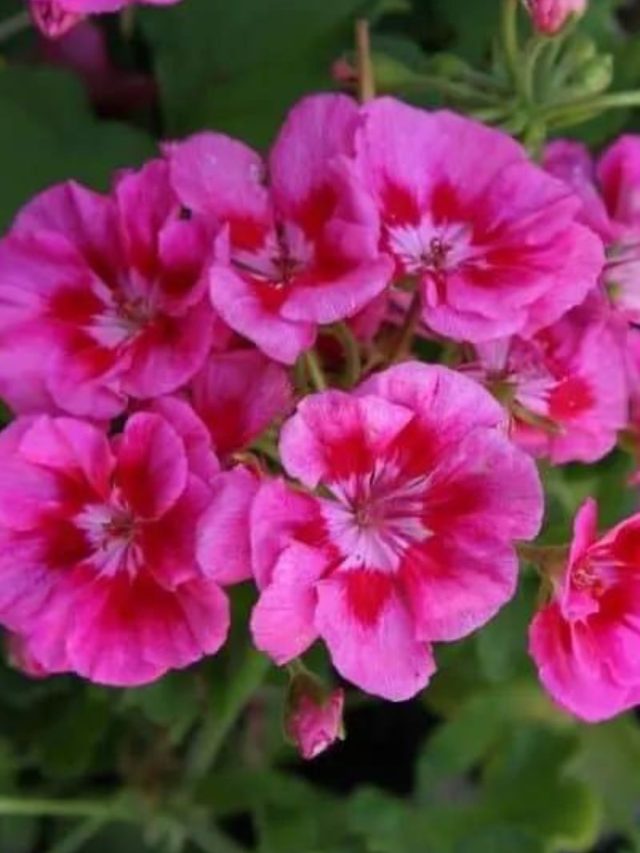 7 Flower Names That Start With G Backyard Garden Lover