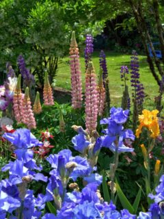 A beautiful mixture of iris, lupine and columbine flowers.