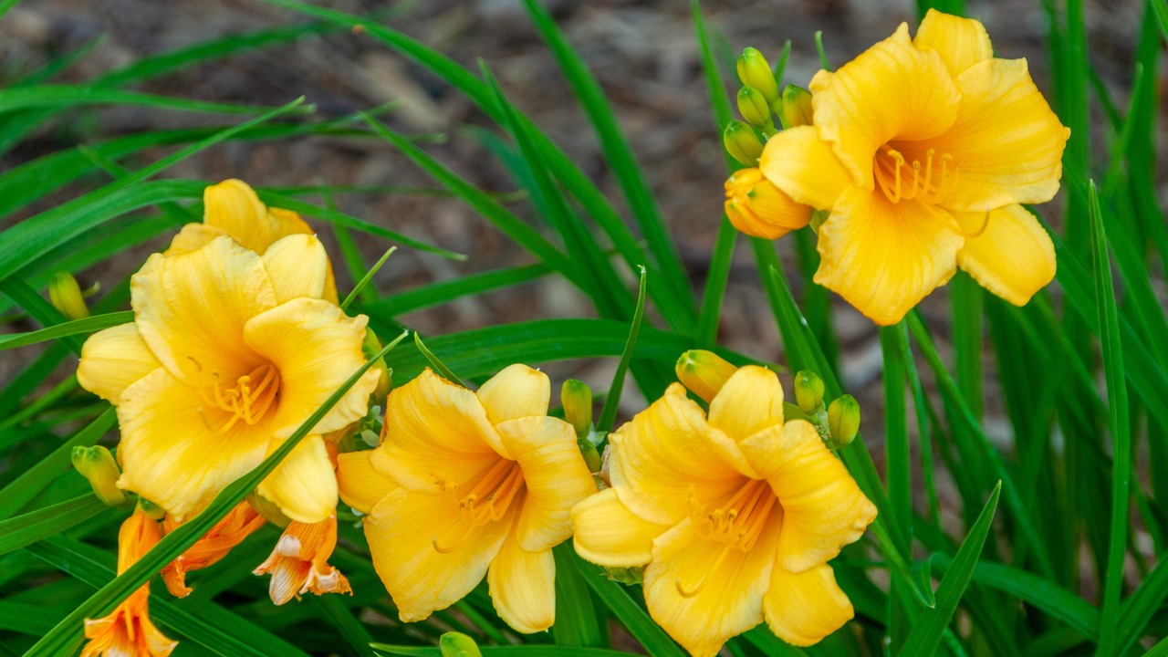 Yellow daylilies growing in the garden in summer