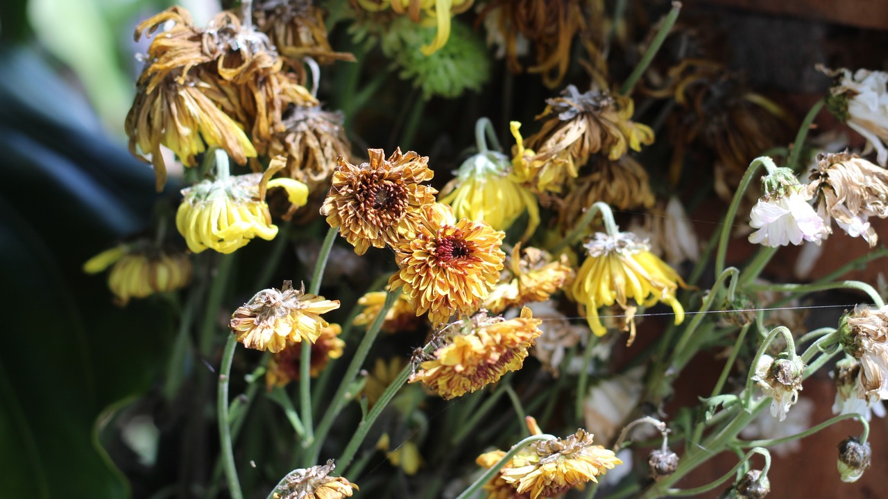 wilted chrysanthemum flowers run out of water