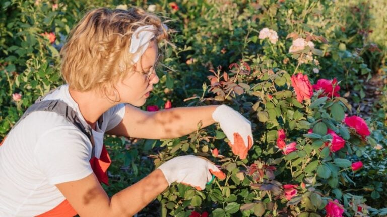 A cute female gardener is pruning plants in her garden. The gardener prunes roses with pruning shears. Preventive annual treatment.
