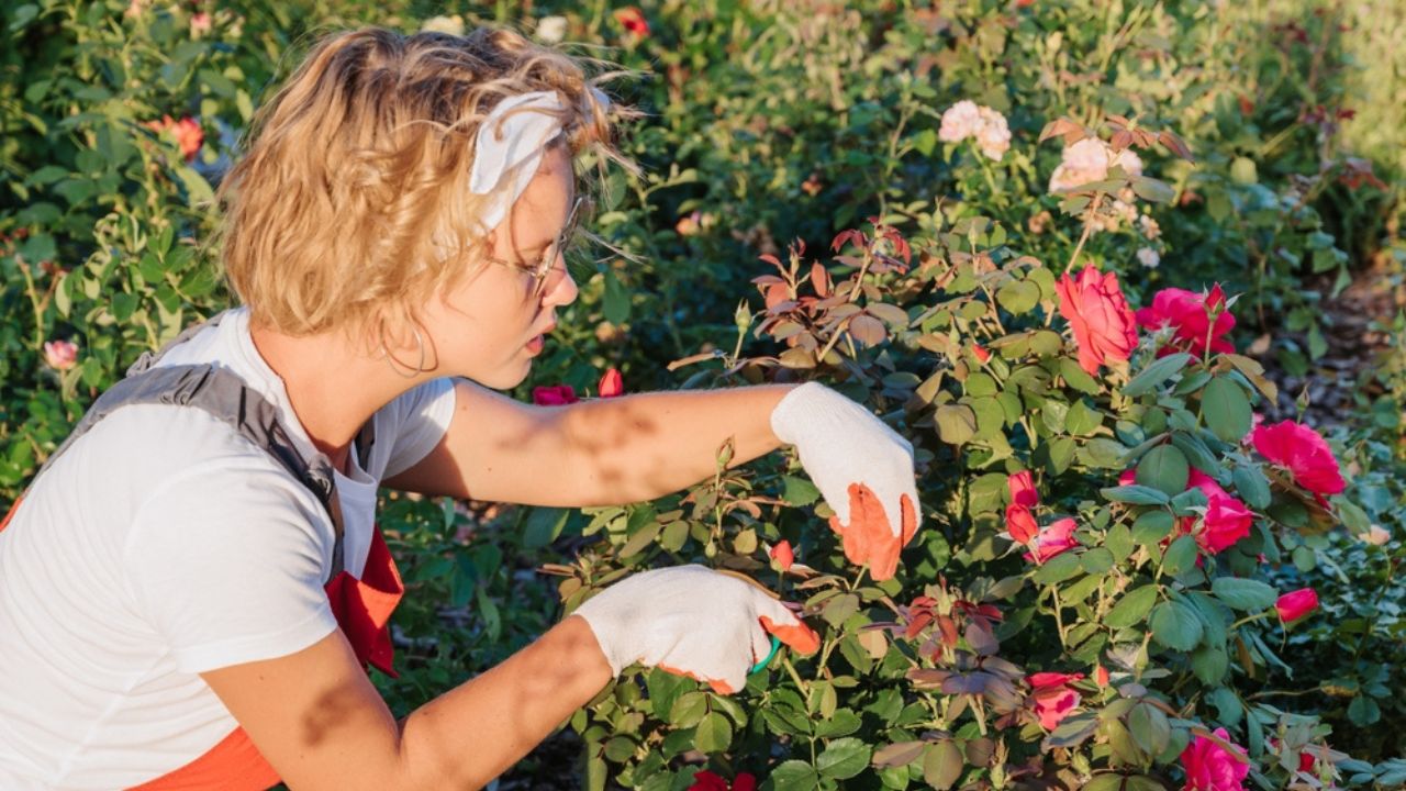 A cute female gardener is pruning plants in her garden. The gardener prunes roses with pruning shears. Preventive annual treatment.