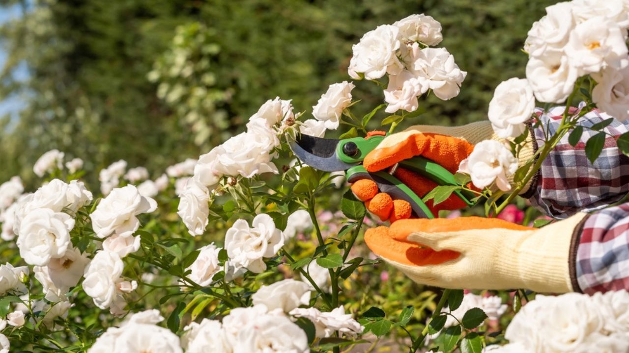 female hands in gloves with pruning white rose flowers in garner , hobby