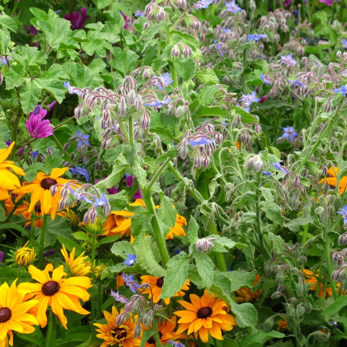 Borage and rudbeckia flowers in the garden.