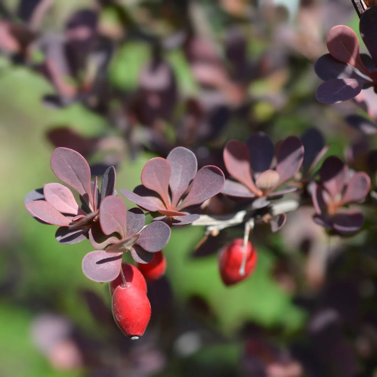 Japanese barberry with red fruits