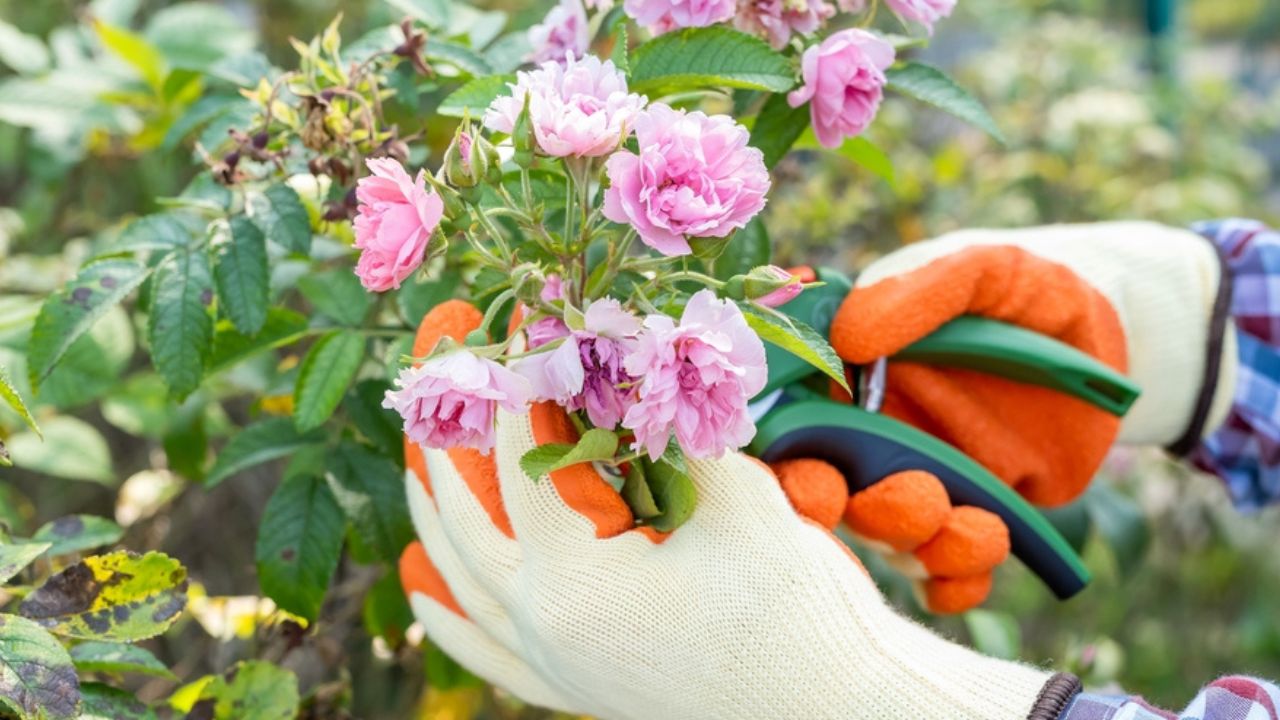 gardener's hand pruners cuts off dry branches of rose in the garden in a autumn