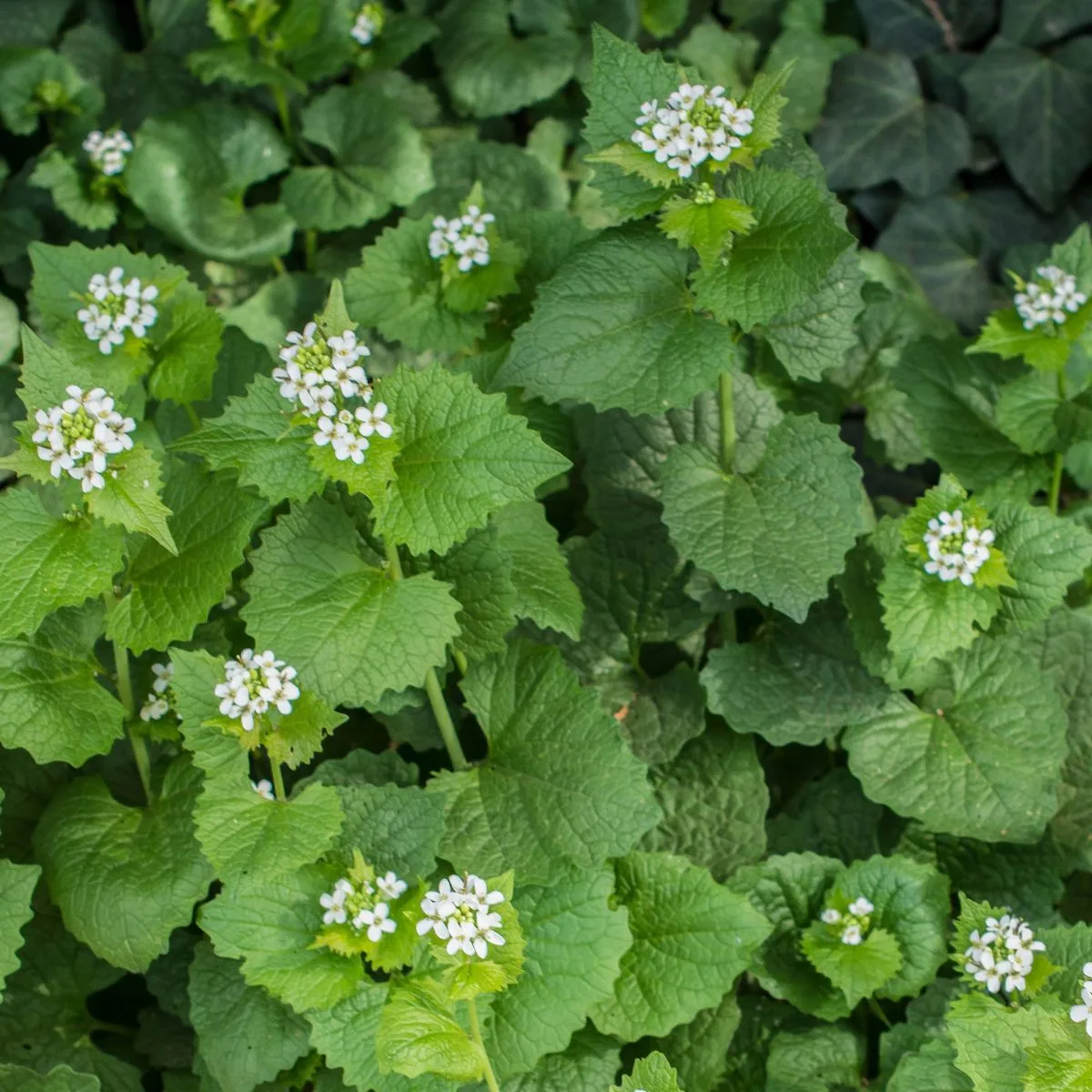 White blooming garlic mustard plant.