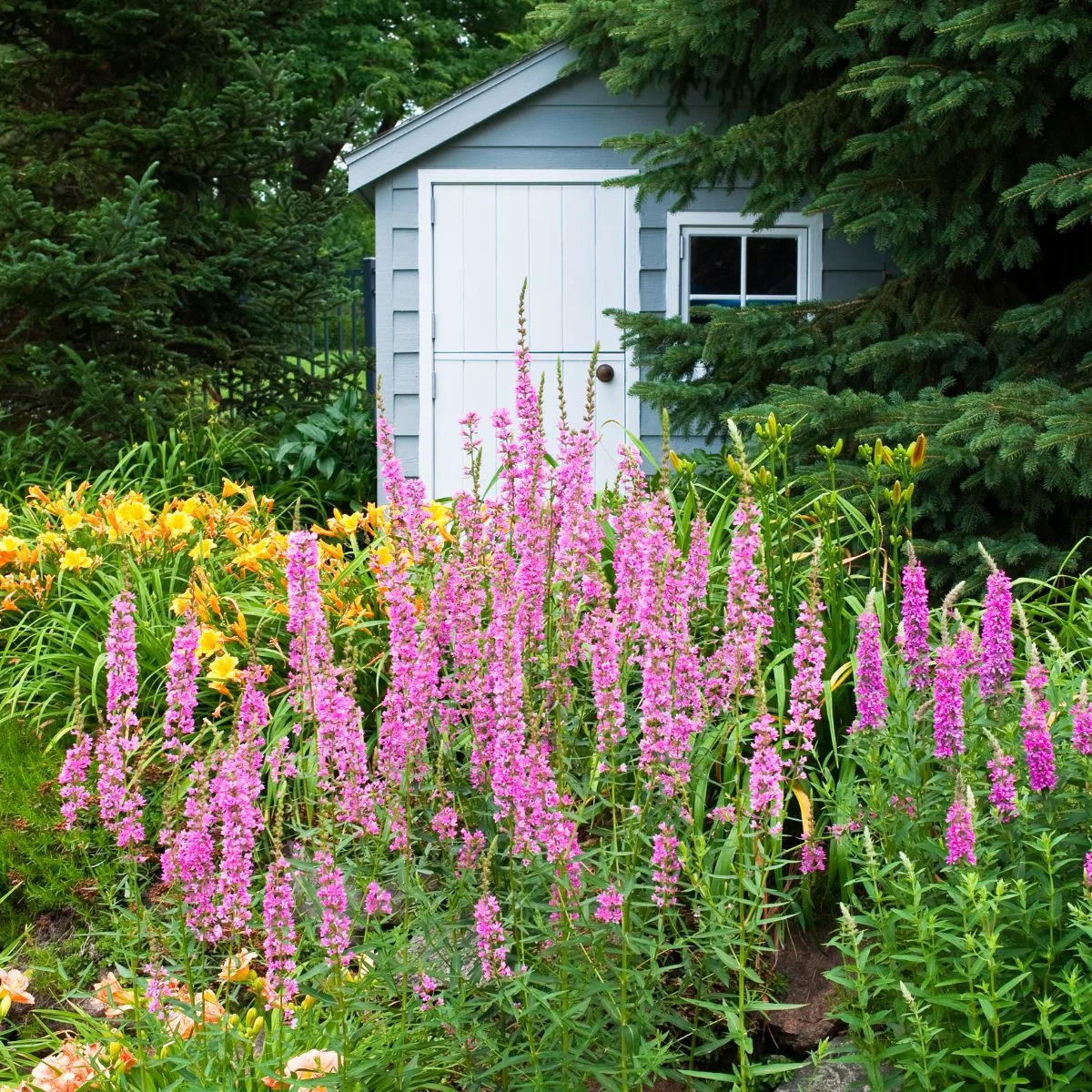 A gray shed in the background wiht pink and yellow flowers in front of it. 