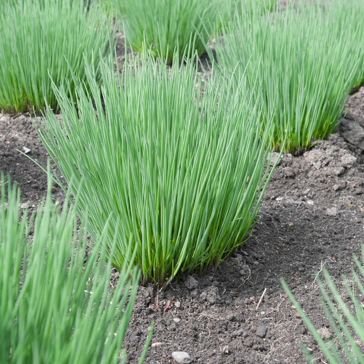 Beautiful chive clumps in the garden.