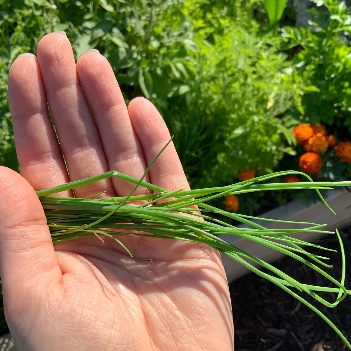 A handful of freshly harvested chives.