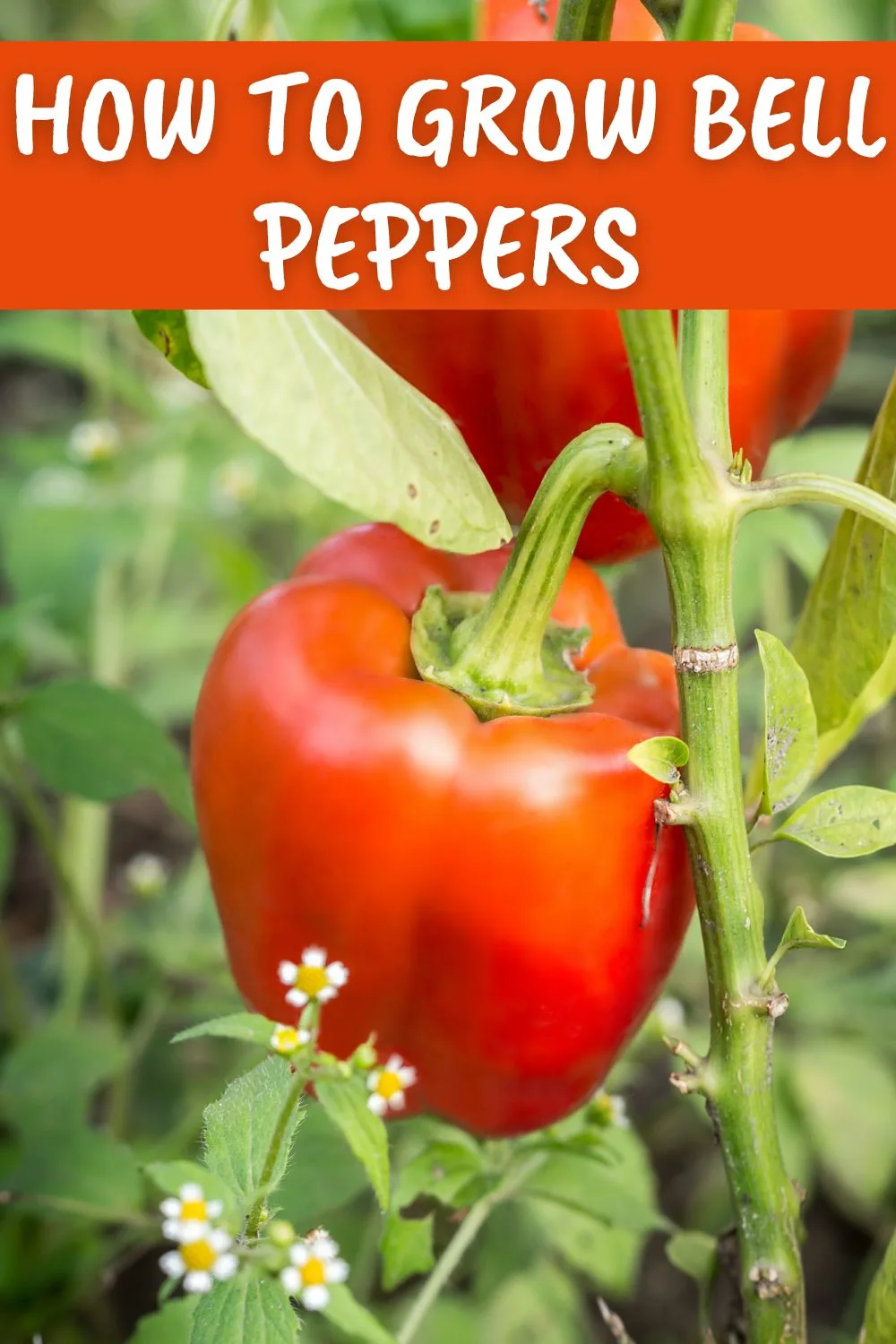 How to grow bell peppers.